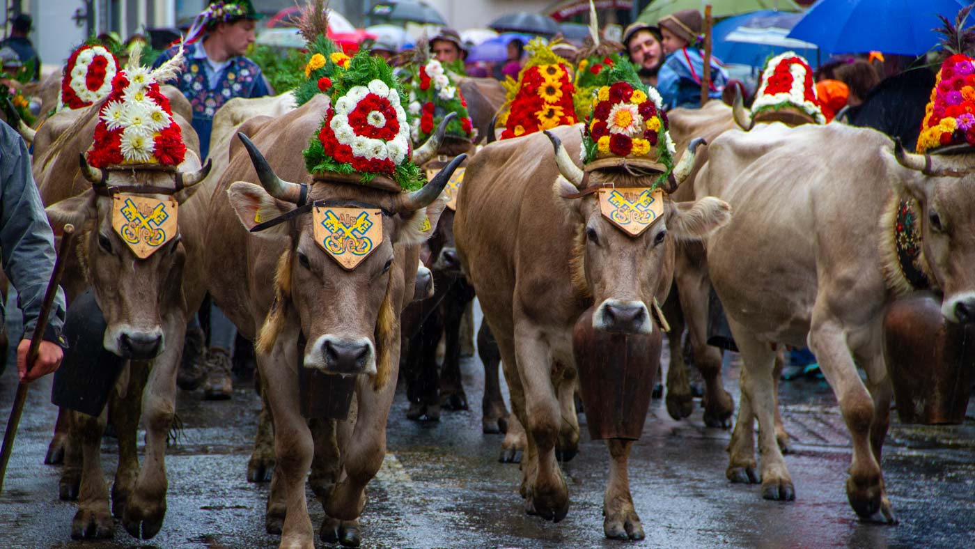 Entelbuch’s descent of the cattle from the mountain pastures or Alpabfahrt