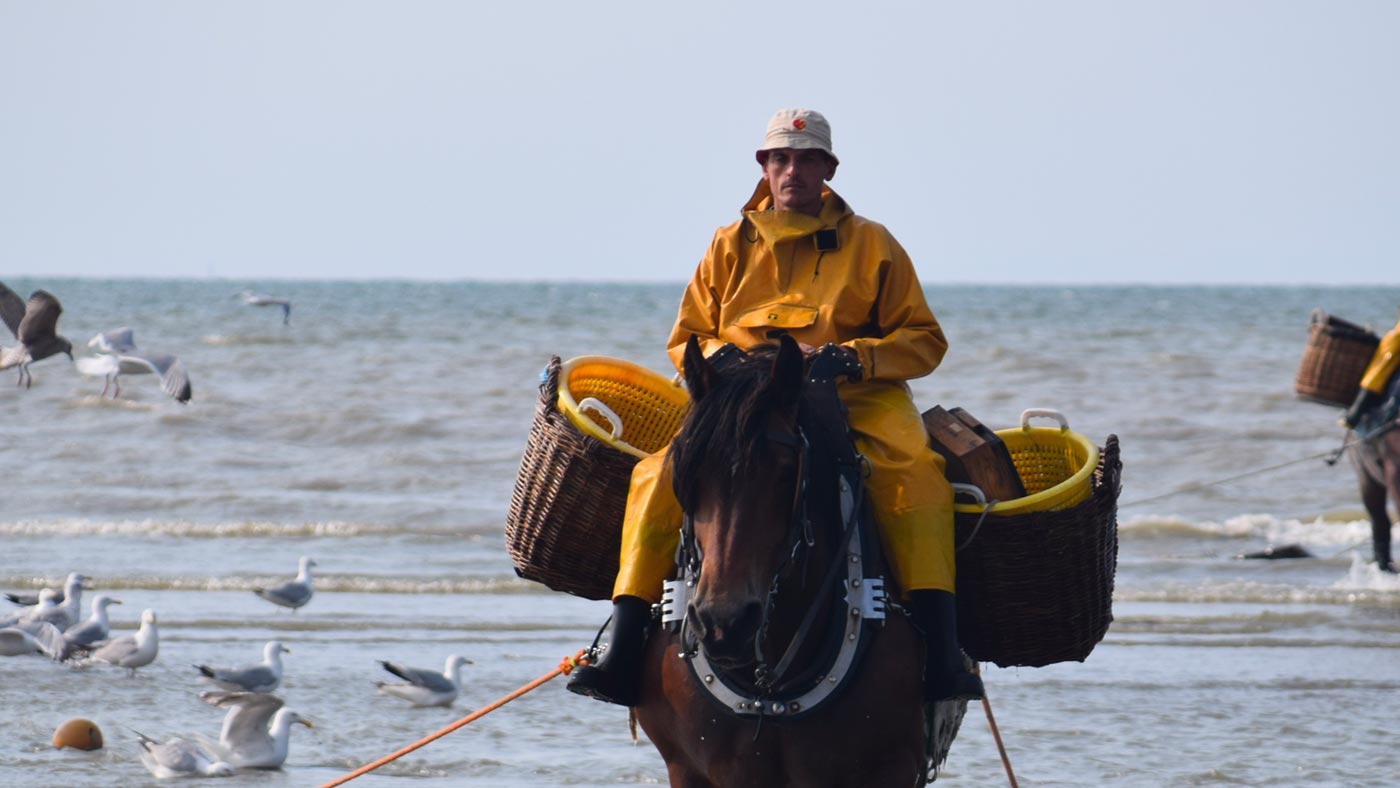 Horseback shrimp fishing of Oostduinkerke