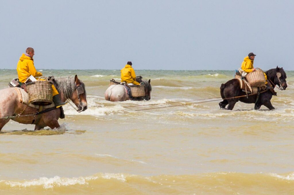 horseback-shrimp-fishing-of-oostduinkerke-02