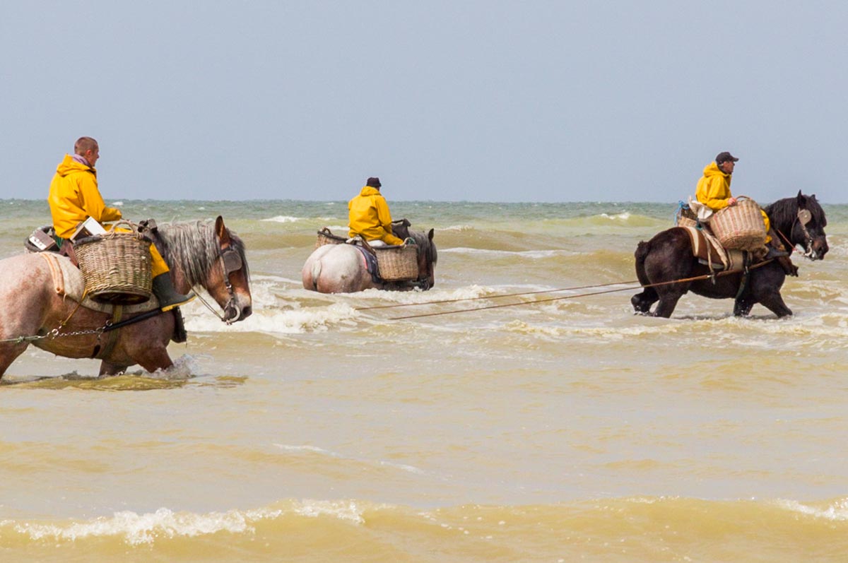 Horseback shrimp fishing of Oostduinkerke - ICH NGO Forum