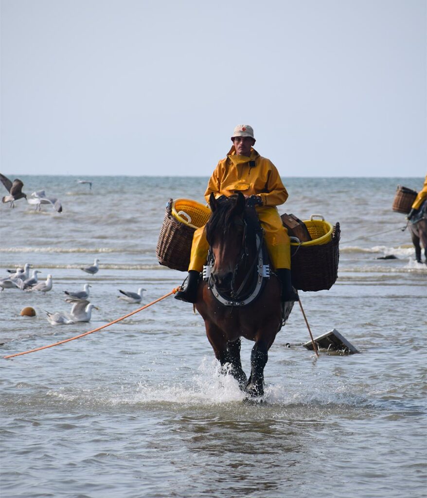 horseback-shrimp-fishing-of-oostduinkerke-04