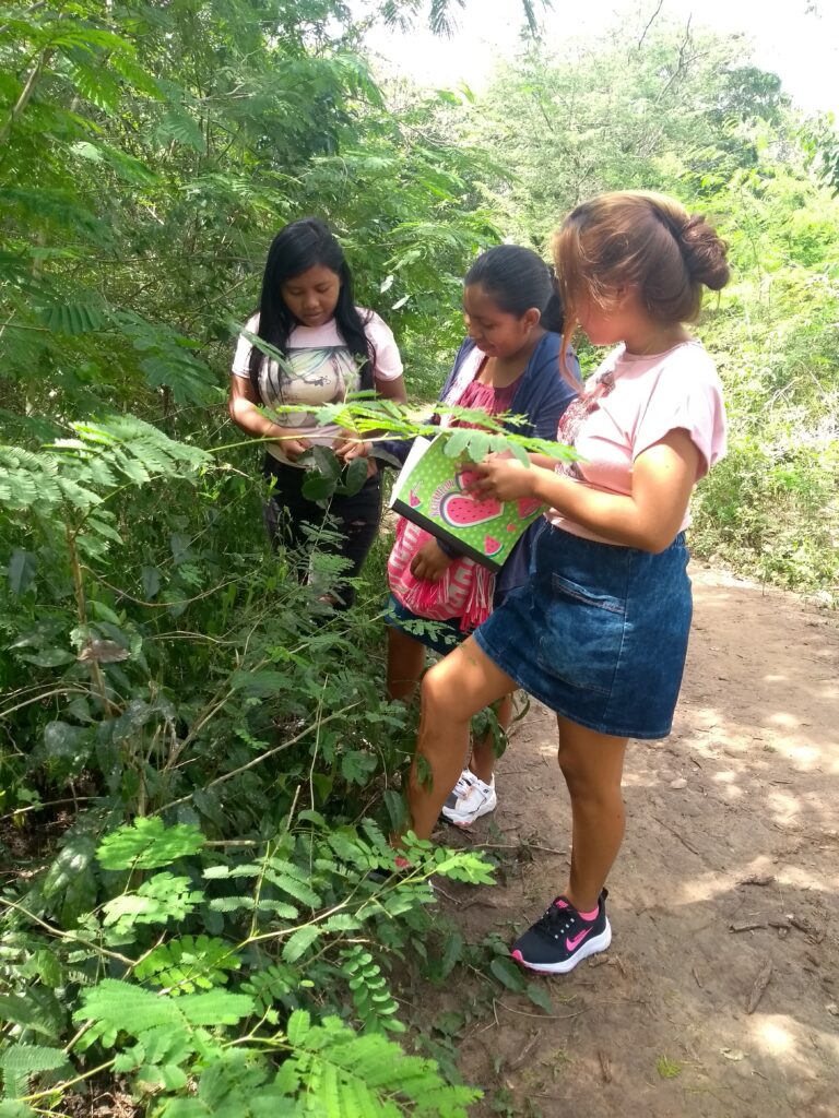 Local-research_healing-plants