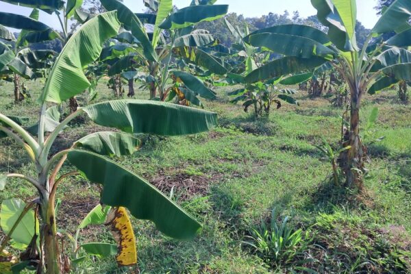 Sylvia Lanka Foundation_Banana plants Image - Manjula Wickramaarachchi Sylvia Lanka Foundation_Banana plants Image - Manjula Wickramaarachchi