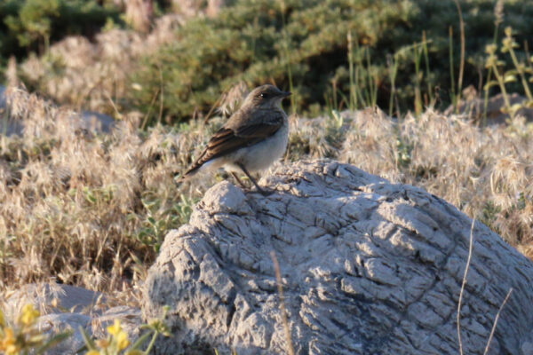 IMG_1440 - Yolda Derneği