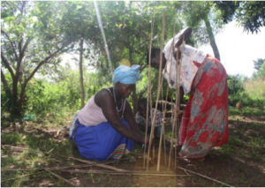 HA_Women planting Empaako seedlings in the backyard